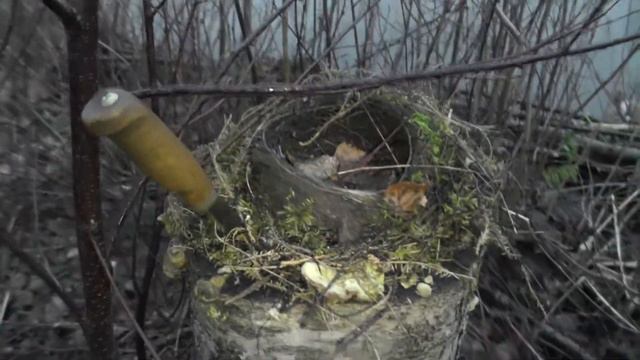 Гнездо на пне. Лесные зарисовки смотреть онлайн