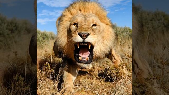 ПЕСНЯ ♡НАДЕЖДА, ВЕРА ,И ЛЮБОВЬ♡ смотреть онлайн