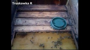 Сахарная подкормка пчёл. Плюсы и минусы.