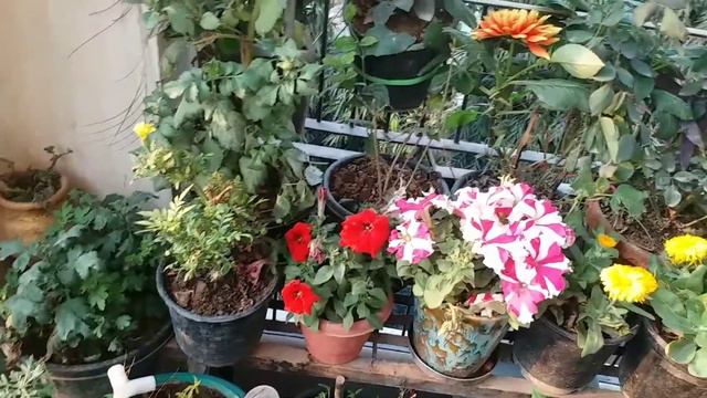 How to Revive Dying Petunias | What to Look 4 ( English) evergreengarden смотреть онлайн