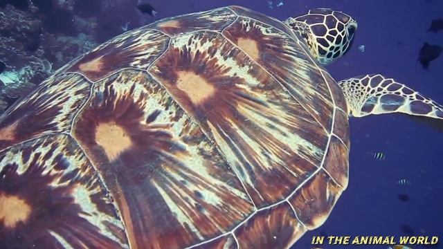 The Life Of Marine Life • In The Underwater Kingdom