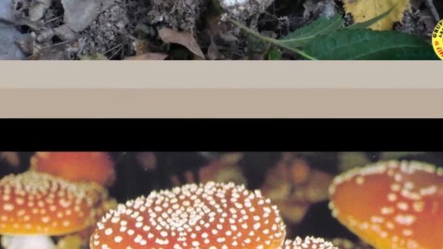 6 - Amanita muscaria - Il Bosco delle streghe - Audioguida смотреть онлайн