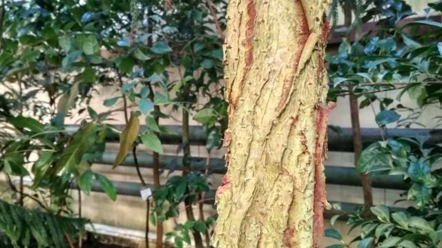 Ёлки-иголки! смотреть онлайн