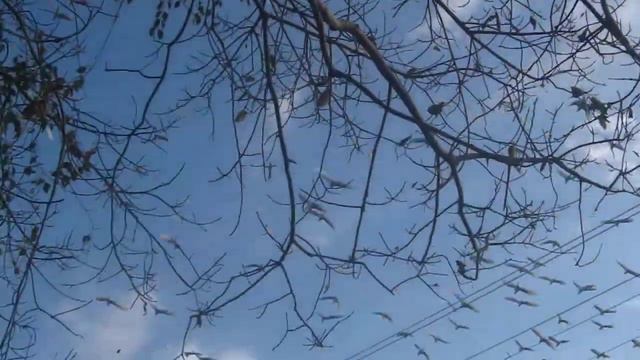 Белая цапля в Гоа смотреть онлайн
