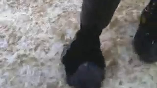 Голубь четенько сдох 2 смотреть онлайн