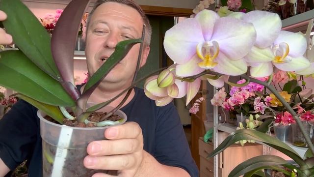 от КАЛИЯ будут ГУЩИ цветоносов у орхидей и орхидеи кучеряво зацветут / МИФ или РЕАЛЬНОСТЬ смотреть онлайн