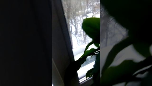кошка застряла на дереве 1часть смотреть онлайн