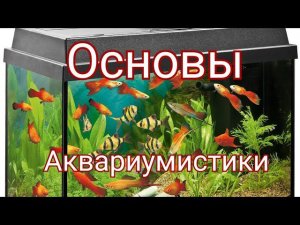 Основы аквариумистики. Что нужно знать чтобы заняться аквариумистикой.