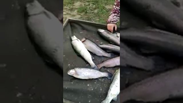 Дима и его улов на оз. ИГУМНОЕ смотреть онлайн