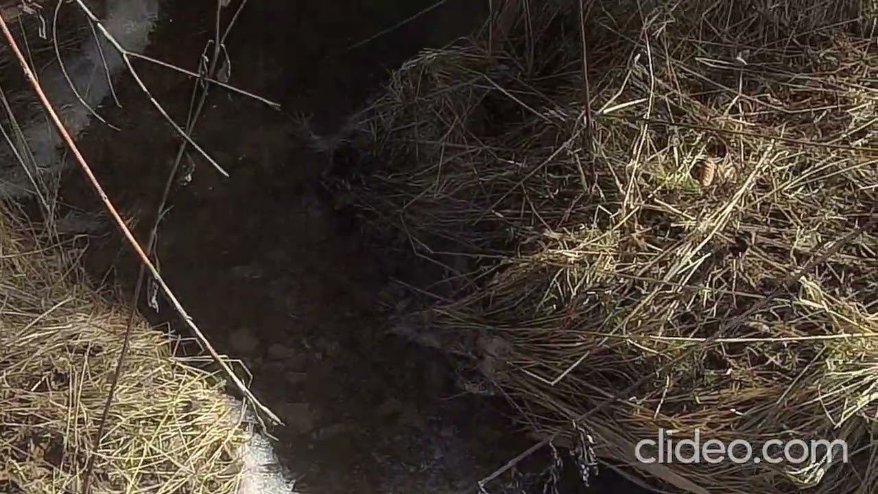 Места отдыха бродячих роёв. смотреть онлайн