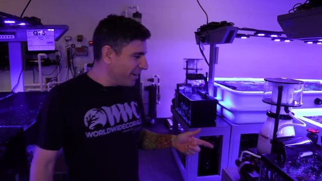 Every Display Reef Tank at World Wide Corals! смотреть онлайн