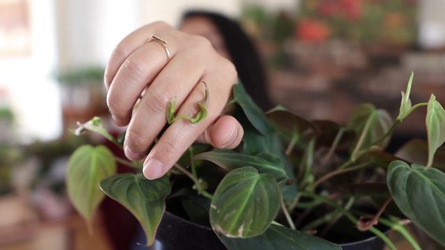 PHILODENDRON MICANS CARE 101 | we cover all things micans! | houseplants care tips смотреть онлайн