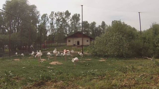 🟢парк птиц в Подмосковье .Отдых за городом смотреть онлайн