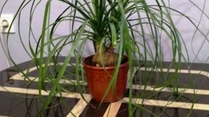 НОЛИНА – проблемы выращивания в домашних условиях.