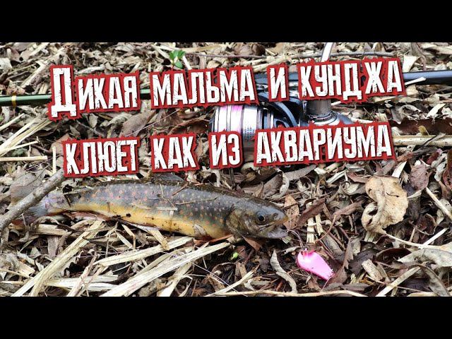 Дикая мальма и кунджа клюет как из аквариума