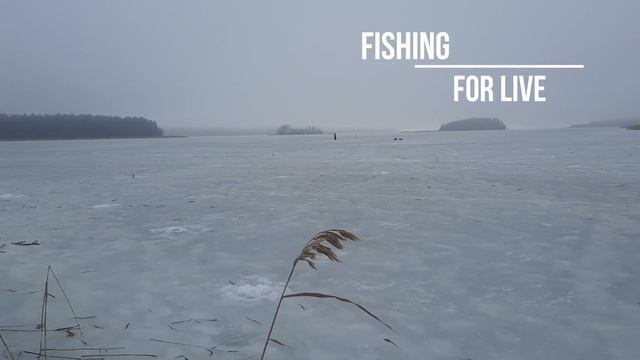 ЛОВЛЯ ЩУКИ НА ЖЕРЛИЦЫ И НА БАЛАНСИРЫ!!! смотреть онлайн