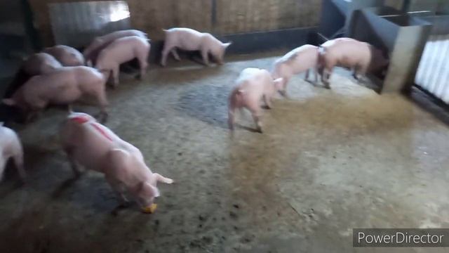 Вес в 62 дня?.рацион для первой группы откорма в новом свинарнике??? смотреть онлайн