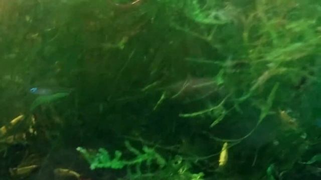 Креветка Жёлтая Вишня (жёлтый огонь) смотреть онлайн