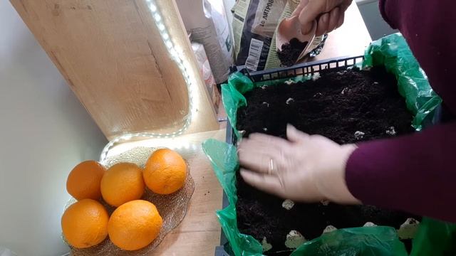 208. Выращиваю морковь через рассаду для раннего урожая. смотреть онлайн