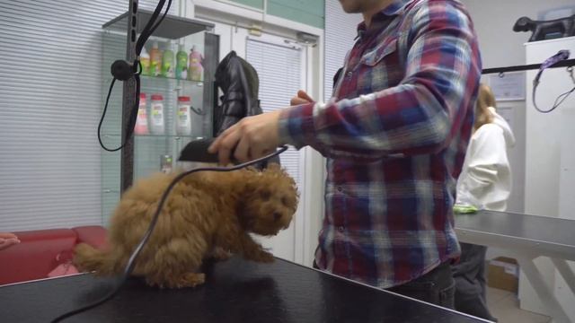 Собака боится стричь когти, что делать? смотреть онлайн