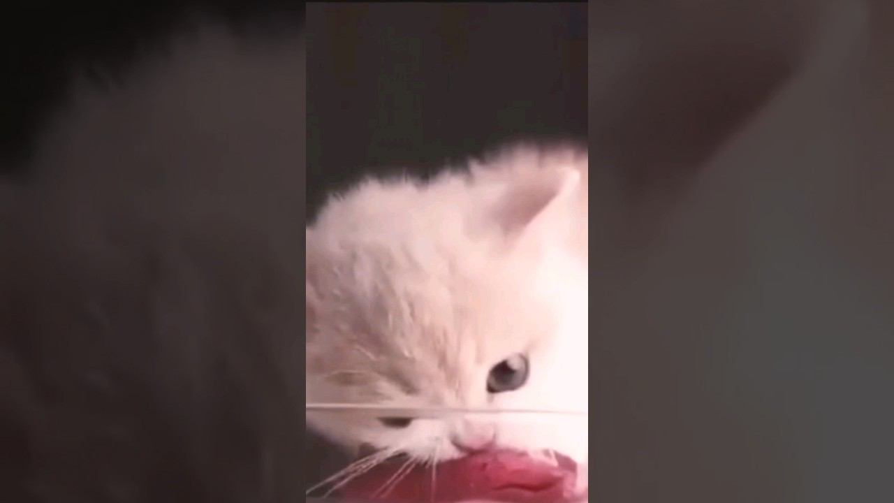 ▷Котенок ест мясо◁ смотреть онлайн