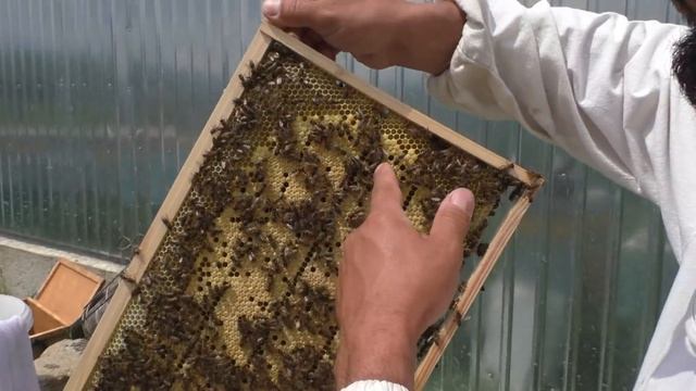 Делаем ревизию в пойманных роях 7.06.2019 смотреть онлайн