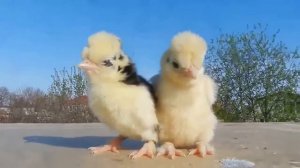 Песенка про цыплят из "Ну, погоди!". Поет: Сугра Багирзаде «Джуджалярим». Реальные кадры про цыплят