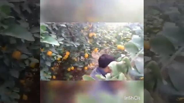 Собираем лимоны😊😊😊 смотреть онлайн