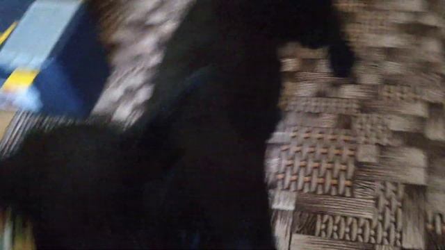 Музыкальные игры с собакой. смотреть онлайн