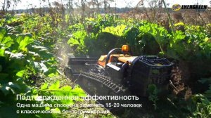 Уничтожение борщевика косилкой роботом на радиоуправлении