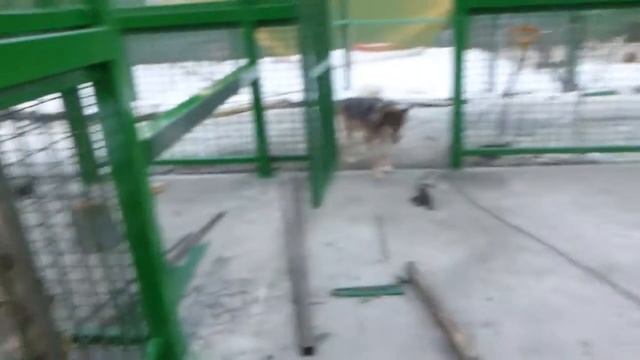 Новый вольер для медведей