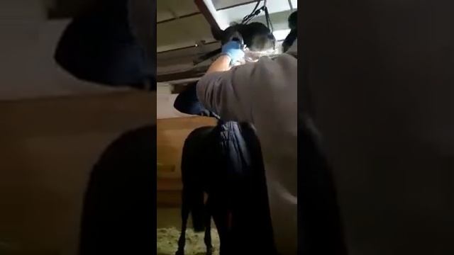 Как ветеринар подпиливает лошади зубы смотреть онлайн