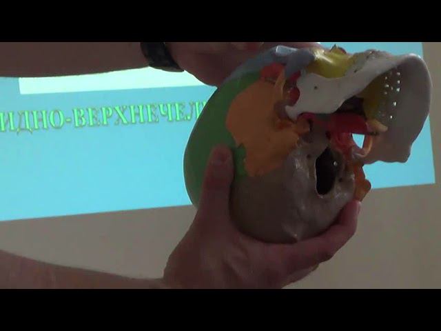 Семинар Краниосакральная терапия 2 КСТ2_005 смотреть онлайн