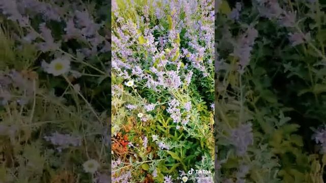 Nepeta - a Beautiful Medicinal Herb смотреть онлайн