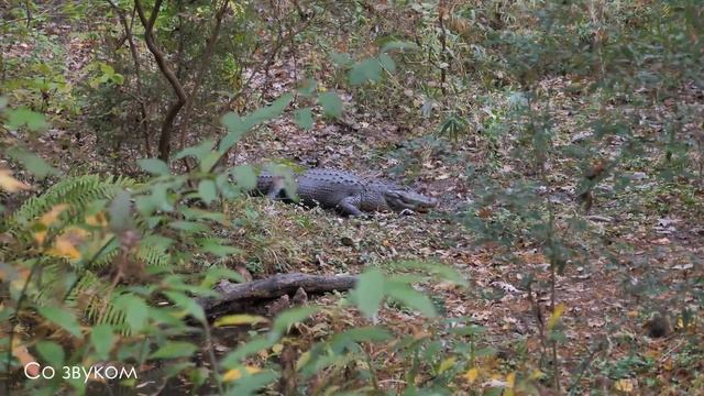 СБОРНИК звуков хищных животных. Животных для детей. 4K Ultra HD смотреть онлайн