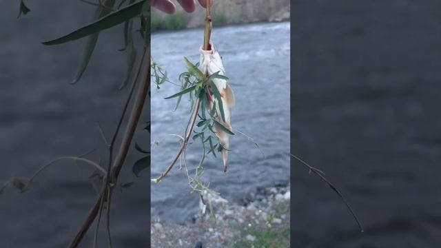 Рыбалка в горах Дагестана на усача 30 мая. Цумадинский район смотреть онлайн