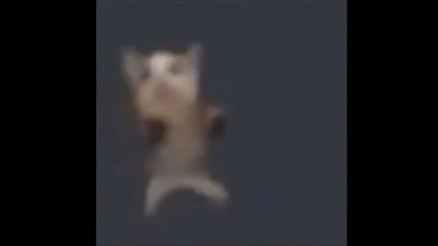 cat dancing to funny music 10 hours / кот танцует под веселую музыку 10 часов смотреть онлайн