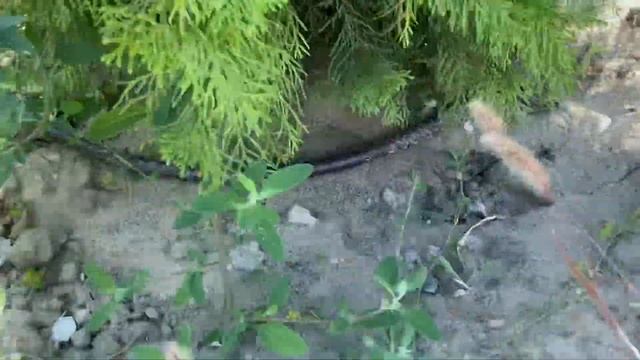 Капельный автоматический полив кустарников и деревьев. смотреть онлайн