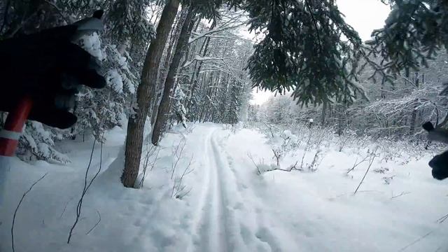 Прогулка на лыжах по снежному лесу. смотреть онлайн