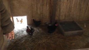 Как кормить карликовых кур бентамок ? Советы из хозяйства Березино.