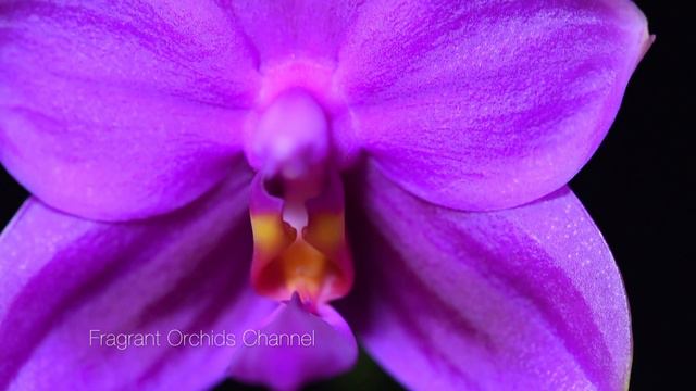 Fragrant Phalaenopsis Violacea Red смотреть онлайн