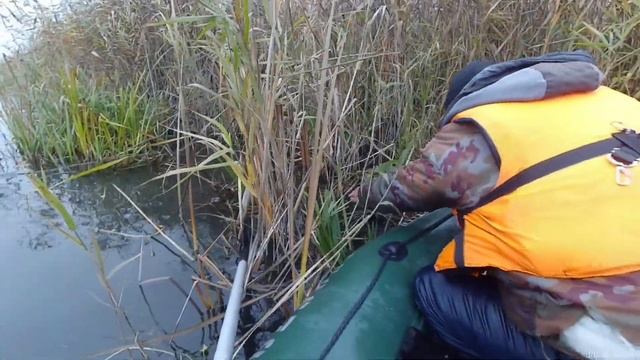 вот как растёт мята в дикой природе... смотреть онлайн