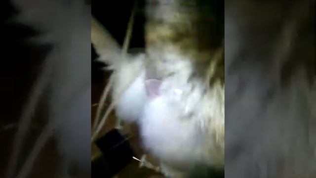 Кот лев и лентяй смотреть онлайн