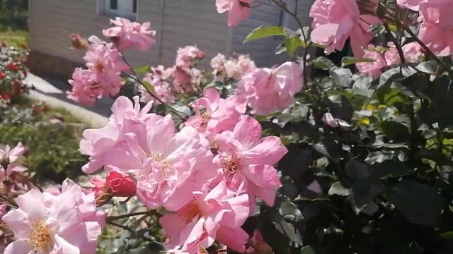 цветение нескольких шедевральных роз смотреть онлайн