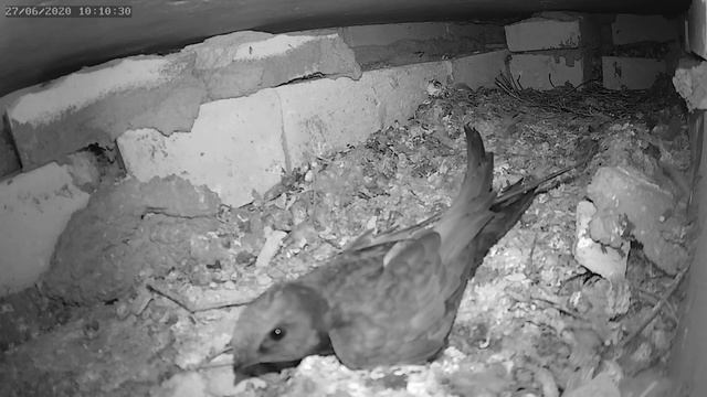 Стриж напал на голубя - The swift attacked the pigeon смотреть онлайн