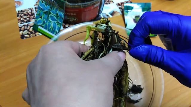 Посадка лилейников в цветочные горшки в квартире до высадки на постоянное место смотреть онлайн