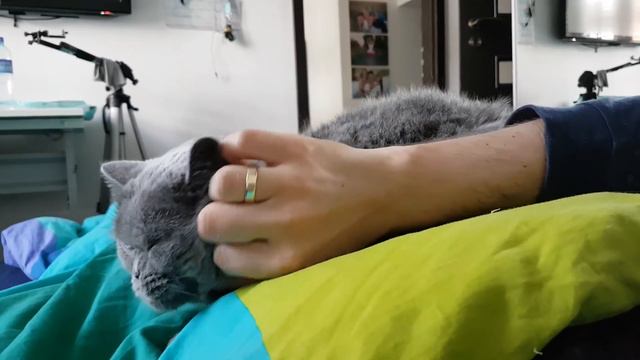JAK GŁASKAĆ KOTA? mój sposób na uspokojenie kota смотреть онлайн