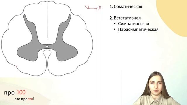Все, что нужно знать о рефлекторной дуге | Биология ЕГЭ смотреть онлайн