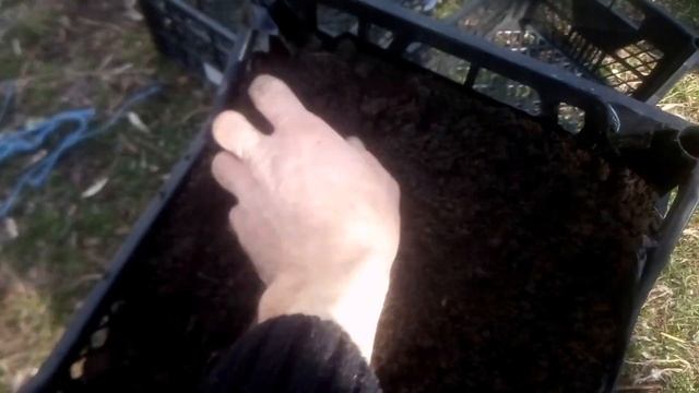 Клубника сорт Альба, посадка в ящики. смотреть онлайн