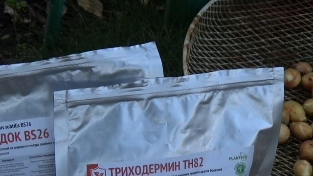 Успеть до морозов. ГЛАДИОЛУСЫ. ГЕОРГИНЫ. смотреть онлайн